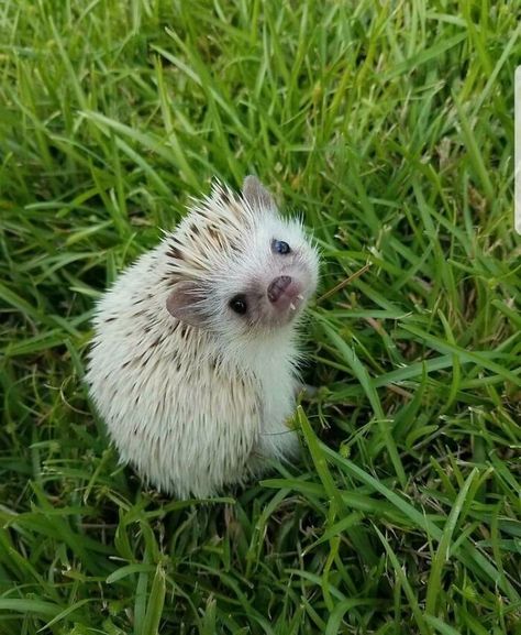 Hedgehog Teefs Hedgehog Teeth, Hedgehog Pet, Baby Animals Pictures, Cute Hedgehog, Baby Animals Funny, Cute Animal Photos, Cute Animal Videos, Hedgehogs