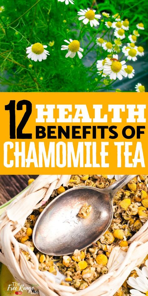 Benefits Of Chamomile Tea, Chamomile Tea Recipe, Benefits Of Chamomile, Chamomile Tea Benefits, Chamomile Plant, Cold Sores Remedies, Herbal Recipes, Natural Sleep Remedies, Tea Benefits