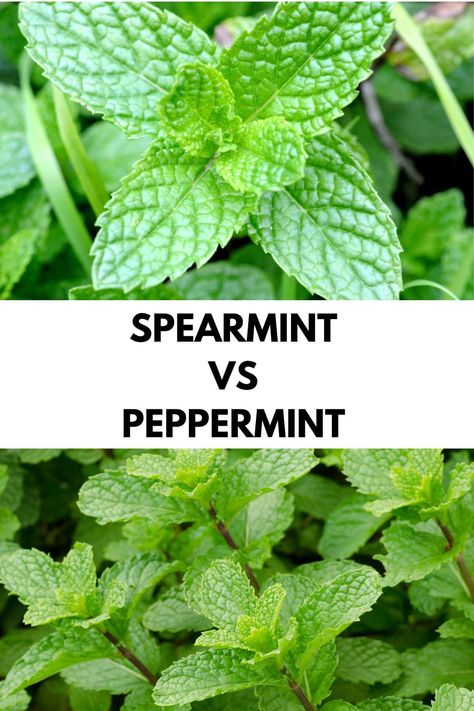 Spearmint Vs Peppermint: Differences and Health Benefits - Healthier Steps Spearmint Tea Benefits, Mullein Tea, Peppermint Plants, Spearmint Tea, Herb Gardens, Mint Plants, Herbal Apothecary, Peppermint Leaves, Peppermint Tea