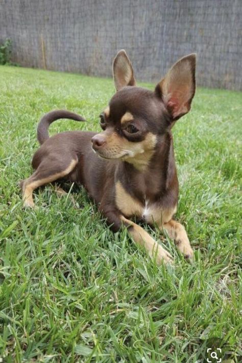 Psy Chihuahua, Teacup Chihuahua Puppies, Chihuahua Funny, Chihuahua Mom, Dog Chihuahua, Very Cute Dogs, Chihuahua Lover, Cute Chihuahua, Chihuahua Love