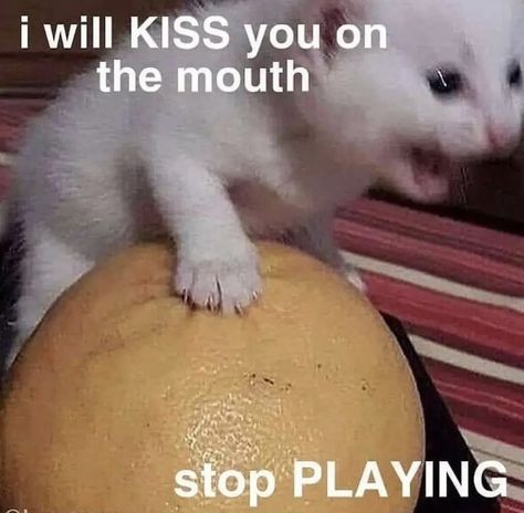 Romantic Memes, Flirty Memes, Memes Of The Day, Silly Cats Pictures, Funny Reaction Pictures, Wholesome Memes, Love Memes, Cute Memes, Funny Cute Cats