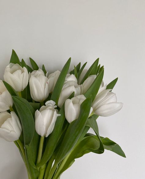 White Tulip Aesthetic, Tulip Aesthetic Wallpaper, Putih Aesthetic, Tulip Aesthetic, Tulips Aesthetic, Colours Aesthetic, Vase Flowers, Rutgers University, Nothing But Flowers