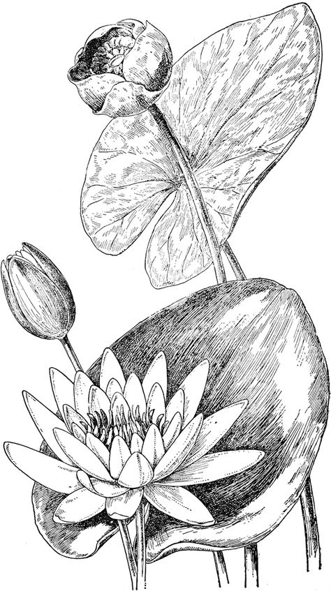 Water Lily Drawing, Lilies Drawing, Pond Lily, Lotus Painting, Flower Line Drawings, Lotus Art, Flower Sketches, Floral Drawing, Botanical Drawings