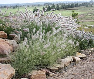 … Hill Landscaping, Australian Garden Design, Native Grasses, Bush Garden, Grass Garden, Australian Native Garden, Fountain Grass, Garden Growing, Plans Architecture