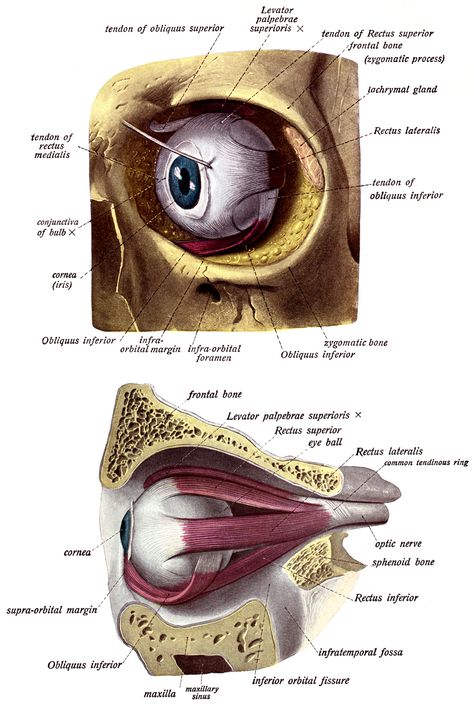 Drawings of Eyeballs ~ Karen's Whimsy Eyeball Anatomy Drawing, Eye Muscles Anatomy, Eye Diagram Anatomy, Eyeball Diagram, Eyeball Anatomy, Eyeball Medical Illustration, Eyeball Drawing, Eye Muscles, Common Wildflowers