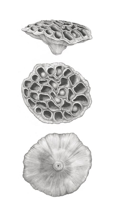 Lotus seed pod, scientific illustration, black and white Contemporary Botanical Art, Natural Form Art, Art Tumblr, Illustration Botanique, Japon Illustration, 1 Tattoo, Nature Drawing, Scientific Illustration, A Level Art