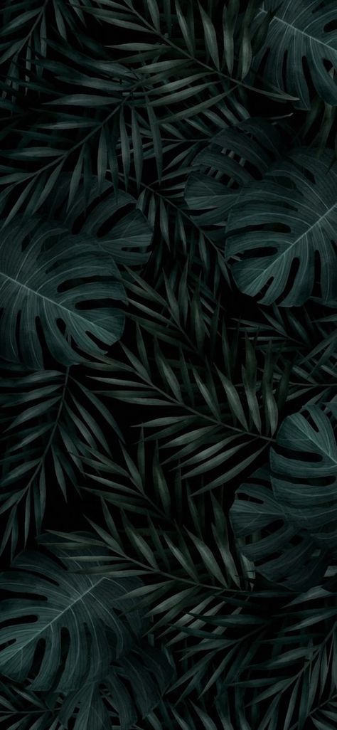 Dark Green Leaf Wallpaper, Dark Green Plants, Greenery Wallpaper, Tropical Wallpaper, Phone Layout, Leaf Wallpaper, Ipad Wallpaper, Tropical Plants, Green Plants