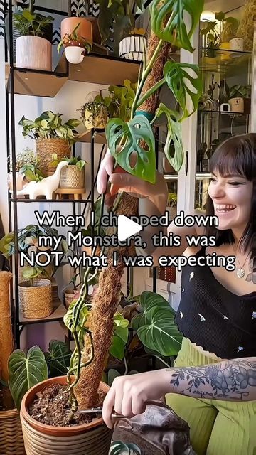 HAPPYPLANTHOME🌱✨ on Instagram: "🤯😳 MIND. BLOWN.

Last May, I decided to completely chop up my Monstera Adansonii. I cut off all it's vines and made a bunch of cuttings and wetsticks.

The wetsticks have been growing in this propbox (filled with sphagnum moss and perlite) for quite a while now. I wasn't expecting them to blow up like this😮🤪

🌱 The wetsticks are growing in a mix of perlite and sphagnum moss👐
🌱 Place your propbox in a warm, bright spot. Be careful with direct sun.
🌱 If you're using sphagnum moss, make sure to keep it moist at all times.

👉Check our detailed prop box tutorial (link in bio) 💚

Happy growing👐

📸: @living.junglee🥰

🌻🌻🌻🌻🌻

.
.
.
.
.
#propbox #monstera #monsterapropagation #monsteraadansonii #propagatingplants #plantcaretips #houseplants #growing Easy Care Houseplants, Prop Box, Monstera Adansonii, Sphagnum Moss, Box Tutorial, Propagating Plants, May I, Green Thumb, Plant Care