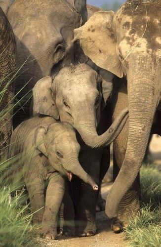 Group Of Elephants, Elephant India, Elephants Never Forget, Asian Elephant, Save The Elephants, Indian Elephant, Elephant Love, Elephant Family, African Elephant