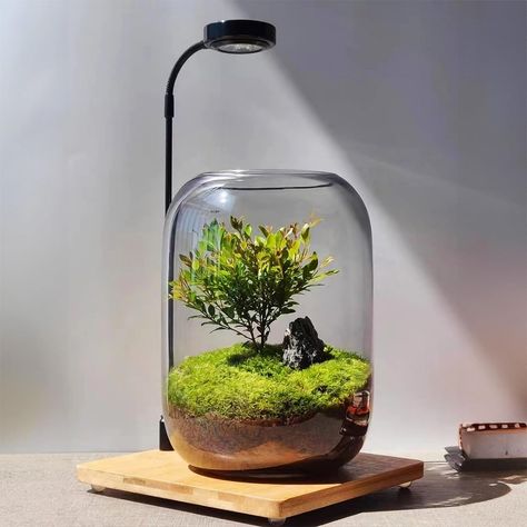 SARUFO Glass Plant Terrarium with LED Light Desktop Display Air Plants Containers Office Home Tabletop Decoration Indoor Flower Pot Micro-Landscape Moss Vase Planter Lovers Gifts Copyright Patent Watering Trees, Wooden Garden Bed, Growing Moss, Indoor Flower Pots, Plant Terrarium, Rose Seeds, Cheese Plant, Terrariums Kits, Fruit Seeds