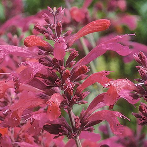 Agastache Desert Sunrise (Hummingbird mint) -- aromaticAnise Hyssop (Agastache foeniculum) - Both flowers and leaves have a delicate anise or taste. Growing Blue Fortune (hybrid A. foeniculum and A. rugosum). Similar to hyssopus officinalis but better for my region. Hummingbird Mint Plant, Hummingbird Mint, Mint Plant, Mint Garden, Desert Sunrise, Zone 10, Flower Pot Design, Mint Plants, Sun Garden