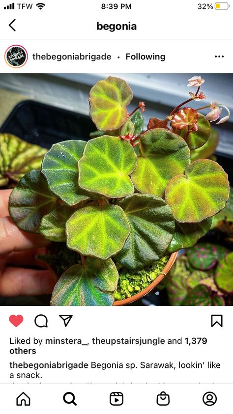 Begonia Sarawak, Plant Room, Room With Plants, Pretty Plants, House Plants, Succulent, Room Ideas, Plant Leaves, Cactus