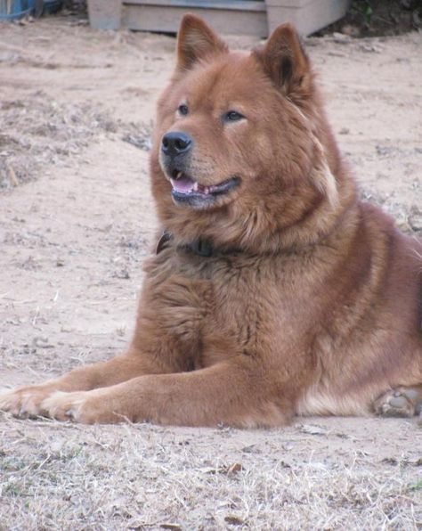 Good looking Akita Chow mix Chow Chow Mix, Chow Chow Dog, Chow Dog, Chow Chow Dogs, Akita Inu, Pretty Dogs, Mixed Breed Dogs, Alaskan Malamute, Dog Images