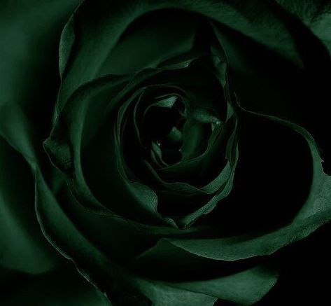 Emerald Aesthetic, Hp Slytherin, Slytherin Vibes, Slytherin Pride, Dark Green Aesthetic, Slytherin Aesthetic, Aesthetic Green, Green With Envy, Green Rose