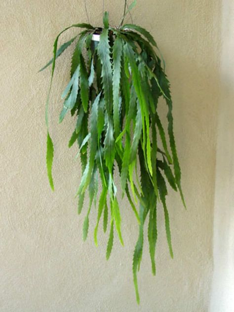 Lepismium houlletianum (Snowdrop Cactus) is an an epiphytic cactus with long flattened notched leaves or stems up to 6 feet (1.8 m) long... How To Grow Cactus, Pink Porcelain, Hanging Plants Indoor, Succulent Gardening, Cactus Decor, Cactus Plant, Planting Roses, Marriage Is, Cactus Y Suculentas