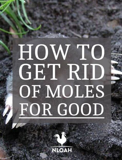 Natural Mole Repellent, Ground Moles Get Rid Of, How To Get Rid Of Moles In Your Yard, Getting Rid Of Moles In Yard, Moles In Yard Get Rid Of, How To Get Rid Of Moles In Yard, Mole Deterrent, Mole Removal Yard, Moles In Yard