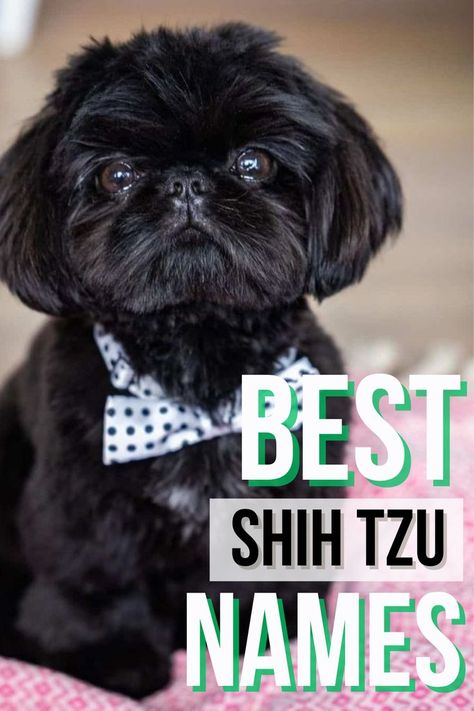 Best Shih Tzu Names Shih Tzu Names, Shih Tzu Haircuts Grooming, Male Dog Names Unique, Shitzu Dogs Haircuts, Shih Tzu Puppy Training, Dog Grooming Shih Tzu, Shih Tzu Puppy Cut, Baby Shih Tzu, Black Shih Tzu