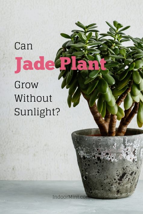 Can Jade plant grow without sunlight? Is it possible for the plant to survive without the full sun? Find out in this insightful guide! Pruning Plants, Jade Plant, Indoor Plant Care, Crassula Ovata, Deep Roots, Jade Plants, Root System, Plant Lighting, Organic Fertilizer