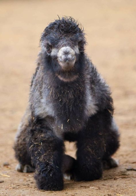 Meet A Rear Baby Bactrian Camel Born In Skopje Zoo (9 Pics) Dromedary Camel, Taxidermy Animals, Bactrian Camel, Baby Camel, Cool Creatures, Animal References, Central Asia, Creature Design, Brown Bear