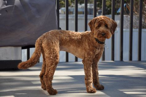 Australian Labradoodle of the North Canada Australian Labradoodle Summer Cut Labradoodle Cuts Haircuts, Labradoodle Short Haircut, Labradoodle Summer Cut, Goldendoodle Summer Haircut, Labradoodle Haircuts, Labradoodle Hair, Labradoodle Haircut Style, Australian Labradoodle Grooming, Labradoodle Cuts