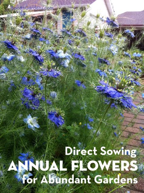 Direct Sow Flowers, Annual Flowers For Shade, Annual Flower Beds, Planting Flowers From Seeds, Zinnia Garden, Zinnia Elegans, Annual Garden, Container Gardening Flowers, Shade Flowers