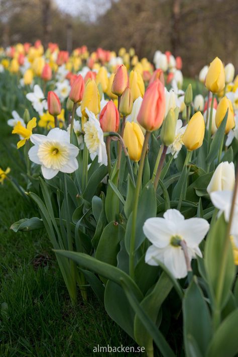 Hyacinths Garden, Spring Flowers Garden, Spring Landscaping, Bulb Garden, Container Garden Design, Spring Garden Flowers, Vegetable Garden Planning, Easter Garden, Daffodil Bulbs