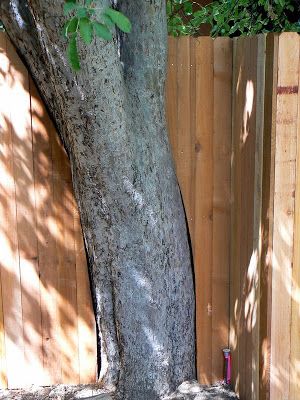 Fence Around Tree Trunk, Fence Around Tree Ideas, Outdoor Improvements, Building A Fence, Privacy Fences, Privacy Fence, Backyard Remodel, Metal Fence, Small Yard