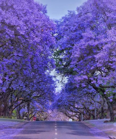 Have you ever seen anything more beautiful?  "It's not a mere coincidence that Pretoria is called Jacaranda City — during the blooming season, the city turns purple with 70,000 blooming trees. The blooming season is from late September to mid-November, but mid-October is known as the prime time for blooms." South Africa Pretoria, Jacaranda Trees, Tree Blossom, Jacaranda Tree, Violet Aesthetic, Lilac Tree, Street Trees, Beautiful Butterflies Art, Where I Live