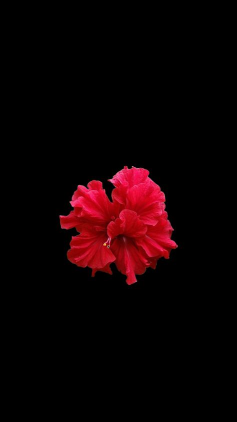 #myfirstshuffle Red Flower Wallpaper, Flowers Black Background, Red Spider Lily, Black Background Wallpaper, Flowers Black, Flowers Wallpaper, Black And White Posters, Hibiscus Flower, Hibiscus Flowers