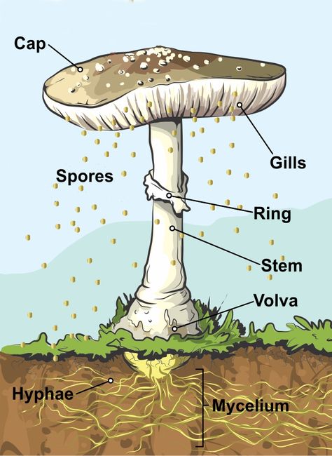 Mushroom Diagram, Parts Of A Mushroom, Mushroom Guide, Homeschool Nature Study, Mushroom Poster, Biology Art, Mushroom Drawing, Edible Mushrooms, Diagram Design