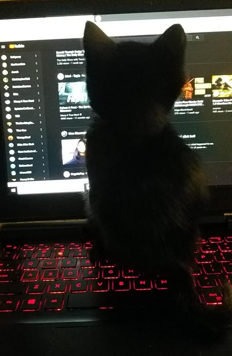 Just brought him home.... and so it begins.. Emo Pfp Aesthetic Discord, Dark Cat Pics, Grey Hour, Cat Dark Aesthetic, Cat Computer, Emo Pfp Aesthetic, Black Cat Computer Wallpaper, Cats Aesthetic Dark, Kitten Dark Aesthetic