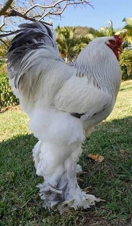 Brahma Rooster Brahma Rooster, Brahma Chicken, Fancy Chickens, Chickens And Ducks, Beautiful Chickens, Chicken Garden, Pets Drawing, Cute Chickens, Chickens And Roosters