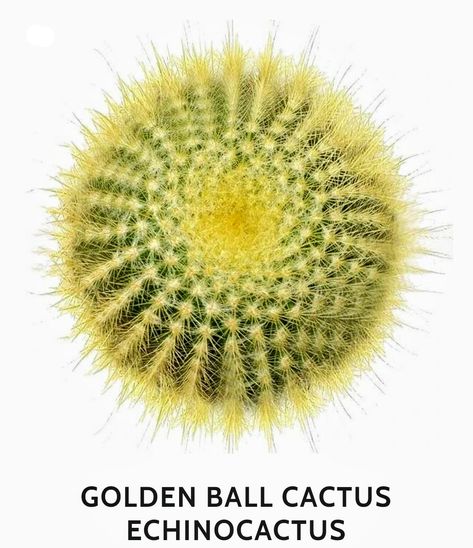 Golden Ball Cactus, Lei, Zen, Cactus, Plants