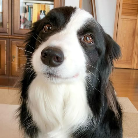 Grey Border Collie, Border Collie Colors, Brown And White Border Collie Puppy, Happy Border Collie, Black And White Border Collie, Smooth Border Collie, Border Collie Art, Border Collie Dog, Funny Animal Photos