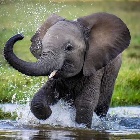 Elephants Cute, Most Dangerous Animals, Elephant Sitting, Cute Elephants, Elephant Cute, Elephant Photography, Animal Elephant, Elephant Pictures, Elephants Photos