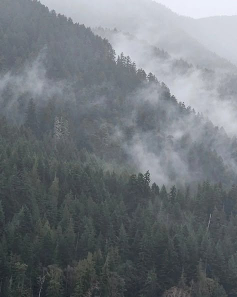 There are miles of trees up a mountain and fog lifts up over the trees as if it were steam. Forks Washington Aesthetic, Washington Forks, Twilight Trees, Forks Aesthetic Twilight, Washington Aesthetic, Forks Washington Forest, Forks Washington Twilight Aesthetic, Forks Twilight, Forks Washington Twilight