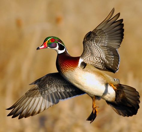 Wood Duck Photography, Waterfowl Photography, Gadwall Duck, Cool Pictures Of Animals, Painted Ducks, Waterfowl Taxidermy, Duck Photography, Waterfowl Art, Duck Species