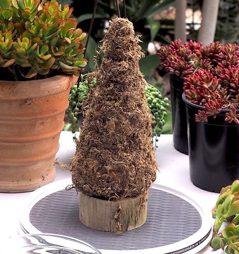 Succulent Christmas Tree Holiday Centerpiece | Debra Lee Baldwin Succulent Topiary, Succulent Christmas Tree, Succulent Christmas, Navidad Natural, Outdoor Topiary, Succulent Ideas, Diy Tree Decor, Succulent Tree, Topiary Tree