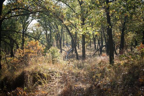 Black Oak Savanna | Flickr - Photo Sharing! Oak Savanna, Hognose Snake, Ecology Design, Inspo Board, Grasses, Ecology, Live Action, Tree Trunk, Photo Sharing