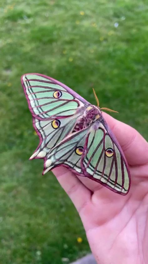 Science girl on X: "The Spanish moon moth 📹 ilyas_insects https://t.co/t8akbOp3f8" / X Spanish Moon Moth, Science Girl, Moon Moth, Fly On The Wall, Butterfly Butterfly, Weird Science, Good Eat, Love Painting, Cute Gif