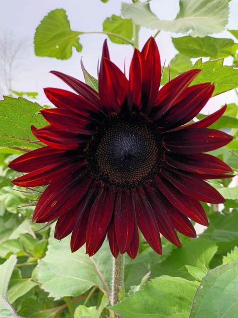 Garden Creative - My first Chocolate Cherry Sunflower. 🌻 Chocolate Cherry Sunflower, Brown Flowers, Going Live, Creative Gardening, Chocolate Cherry, Summer Clothing, To Miss, Flower Garden, Beautiful Flowers