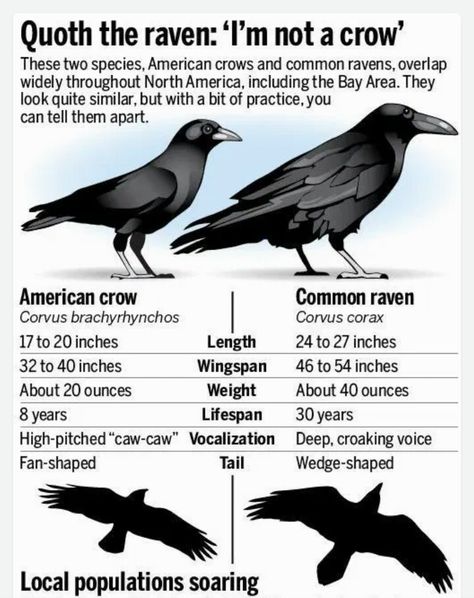 Raven vs Crow - how to tell them apart Crow Facts, American Crow, Quoth The Raven, Raven Bird, Animal Spirit Guides, Black Birds, Crow Art, Raven Art, Animal Symbolism