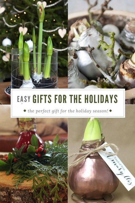 Give the gift of wax amaryllis this holiday season! #christmas #holiday #gift #giftgiving #amaryllis Wax Dipped Amaryllis Bulb, Amaryllis Gift Ideas, Waxed Amaryllis Bulbs Decor, Waxed Amaryllis Bulbs Diy, Amaryllis Arrangement Christmas, Waxed Amaryllis Bulbs, Amaryllis Arrangement, Amaryllis Care, Amaryllis Christmas