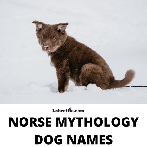 145+ of the best Norse mythology dog names out there!  #dognames #vikingdognames #Norsedognames #Nordicdognames #vikingnames Viking Dog Names, Norse Goddess Names, Norse Female Names, Female Viking Names, Norse Mythology Names, Nordic Names, Viking Girl, Norse Names, Great Dog Names