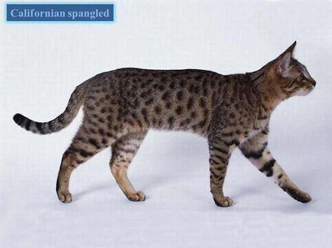 cat breeds Full Body Photo, Purebred Cats, Warrior Cat Oc, Cat Oc, Exotic Cats, Kinds Of Cats, Cat Pose, Rare Breed, Cat Photography