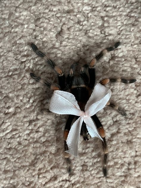 Tarantula With Bow, Spidercore Aesthetic, Coquette Spider, Tarantula Cute, Cute Tarantula, Spider Cute, Cute Spiders, Spider Meme, Pet Tarantula