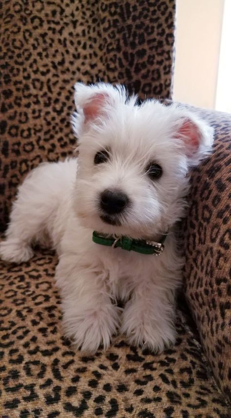 Westie Snow @ 2 months | Westie puppies, Westie dogs, Cute baby dogs Westie Dog, Puppies Cute, Westie Puppies, Dogs Cute, Westie Dogs, Little Animals, Really Cute Dogs, Pretty Animals