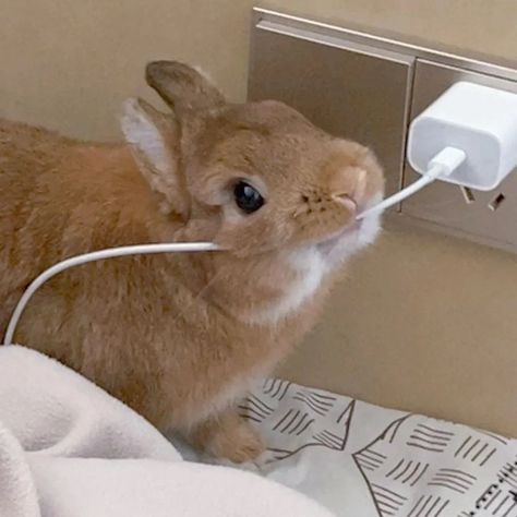 Why you should have a rabbit (@ShouldHaveRabit) on X Cute Bunny Aesthetic, Rabbit Eating Carrot, Silly Bunnies, Rabbit Aesthetic, Cute Kitten Pics, Aesthetic Bunny, Cutest Bunny Ever, Pet Rabbits, Floppy Eared Bunny