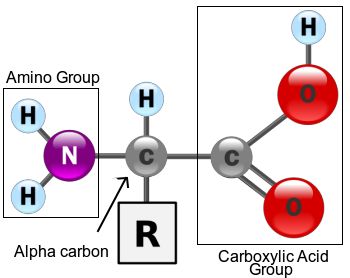 Amino Acids: Protein Building Blocks: Amino Acid Structure Nucleic Acid Structure, Biology Teaching, Nervous System Anatomy, Griffin Gluck, Eat Protein, Medical Poster, Essential Amino Acids, Carboxylic Acid, Medical Posters