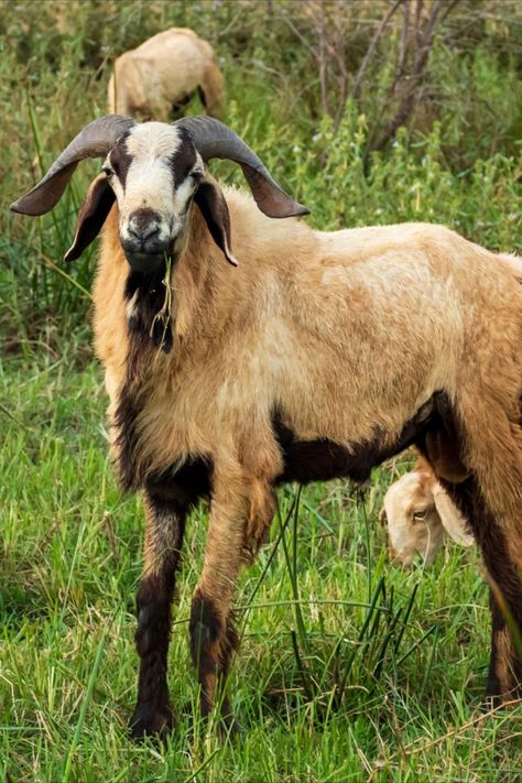 agriculture, animal, animal breeding, background and abstract, brown, cattle, countryside, cute, detailed, domestic, eating, face, family, farm, farming, field, food, forest, fresh, goat, goat milk, grass, grassland, graze, grazing, green, head, herd, herd of sheep, sheep, isolated, lamb, lamp, landscape, male, mammal, meadow, meat, nature, outdoor, pasture, pet, portrait, sheep, single, solo, summer, vegan, village, wildlife, Male Sheep, Indian Goat, Solo Summer, Herd Of Sheep, Animal Breeding, Face Family, Lion Photography, Food Forest, Indian Man